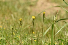 Hypochaeris megapotamica