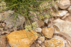 Asclepias macrotis