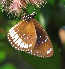 Euploea eichhorni