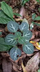 Plectranthus oertendahlii