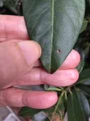 Wilsonomyces carpophilus