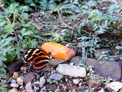 Heliconius ismenius