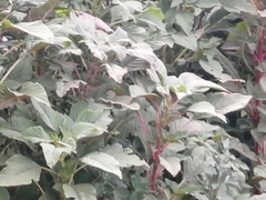 Plectranthus fruticosus
