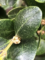 Eurytetranychus buxi