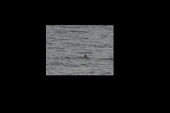 Mergus merganser merganser