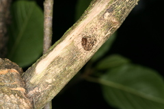 Eusphecia melanocephala