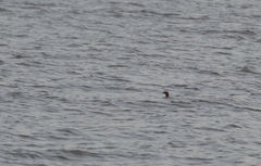 Mergus merganser merganser