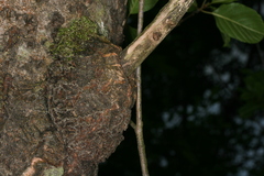 Eusphecia melanocephala