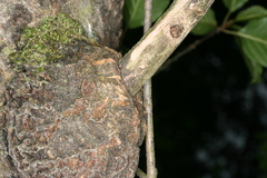 Eusphecia melanocephala