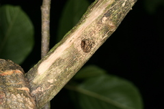 Eusphecia melanocephala