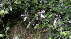 Hypoestes