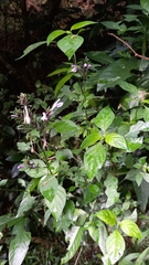 Hypoestes