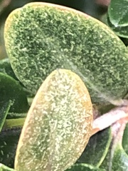 Eurytetranychus buxi