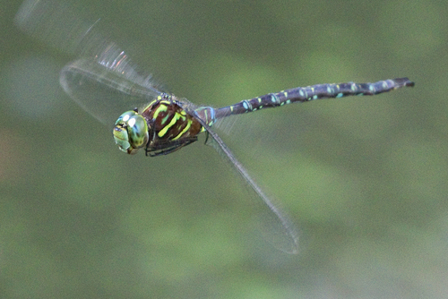 Shadow Darner
