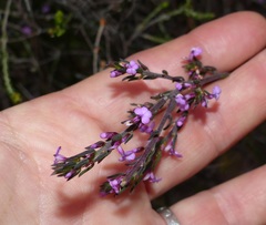 Muraltia knysnaensis