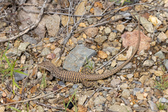 Aspidoscelis tesselatus