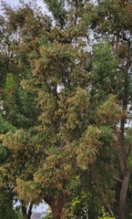 Conocarpus lancifolius