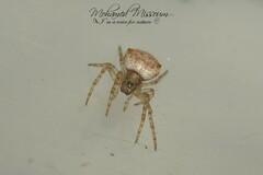 Gibbaranea bituberculata