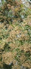 Conocarpus lancifolius