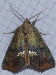 Hypsoropha hormos