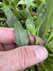 Dimorphotheca sinuata