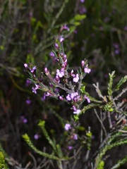 Muraltia knysnaensis