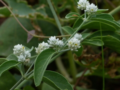 Alternanthera