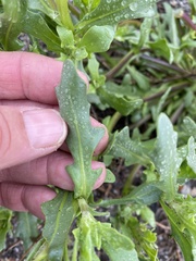 Dimorphotheca sinuata