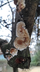 Fungi