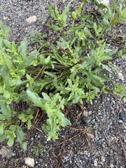 Dimorphotheca sinuata