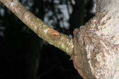 Eusphecia melanocephala