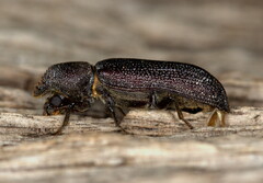 Bostrychoplites cornutus