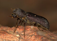 Bostrychoplites cornutus