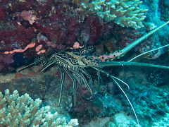 Panulirus versicolor