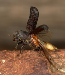 Bostrychoplites cornutus