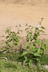 Solanum bonariense