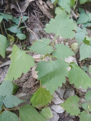 Fleischmannia incarnata