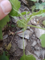 Fleischmannia incarnata