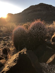 Homalocephala polycephala