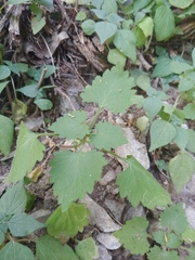 Fleischmannia incarnata