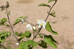 Solanum bonariense