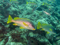 Plectorhinchus gaterinus