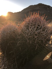 Homalocephala polycephala