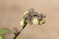 Solanum bonariense
