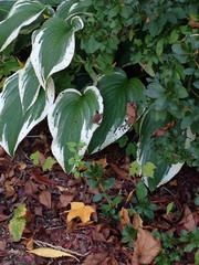 Hosta