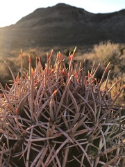 Homalocephala polycephala