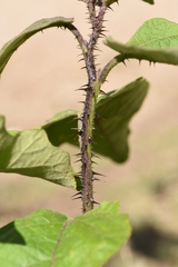 Solanum bonariense