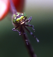 Ophiogomphus anomalus