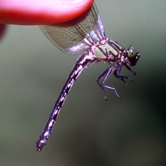 Ophiogomphus anomalus