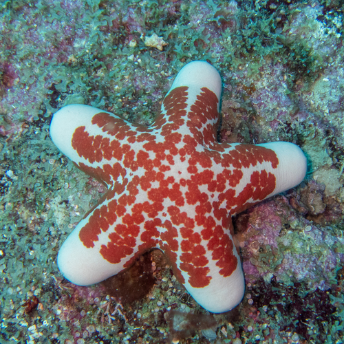 Granulated Sea Star